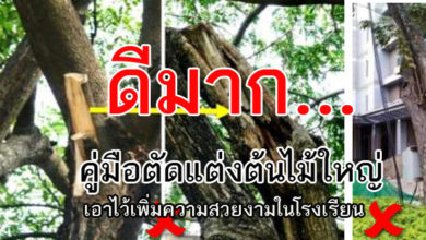 คู่มือตัดแต่งต้นไม้ใหญ่